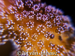 "Hard Coral Polyps" - try to imagine its real size! by Istvan Juhasz 